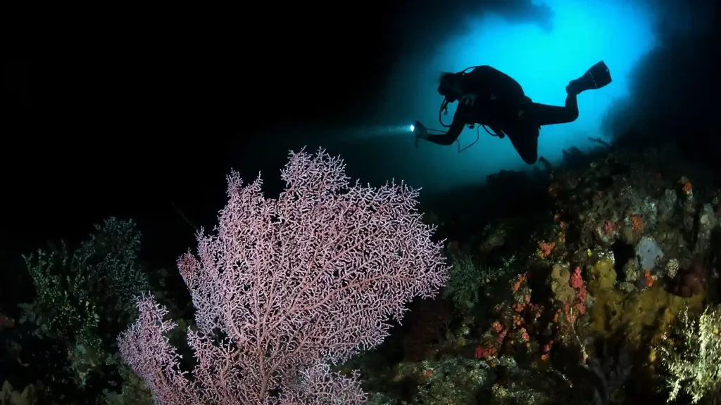 Phinisi Expeditions: Raja Ampat's Marine Life Calendar for 2027