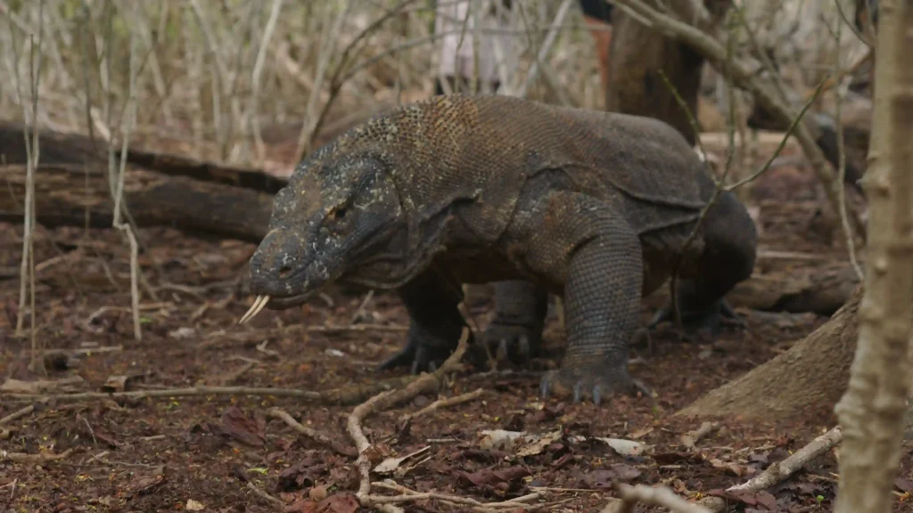 Komodo Dragons: Facts to Know Before You Visit 2026